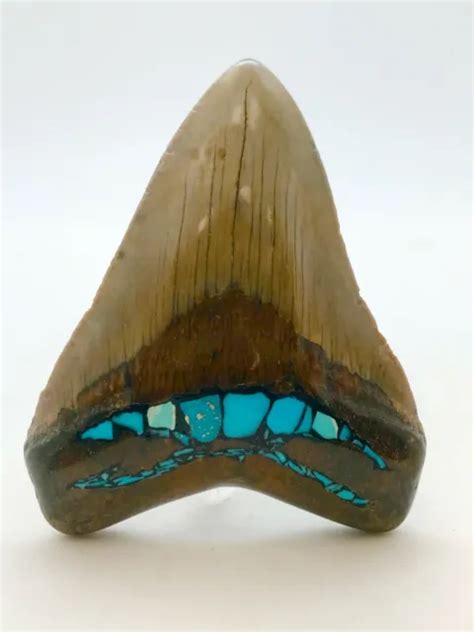 Ancienne Belle Dent De Requin Megalodon Avec Incrustation Turquoise