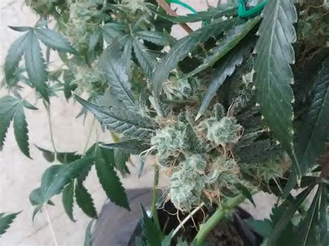 Serious seeds Bubble Gum grow journal harvest16 by - GrowDiaries