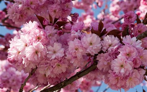 PRUNUS KWANZAN | Cherry