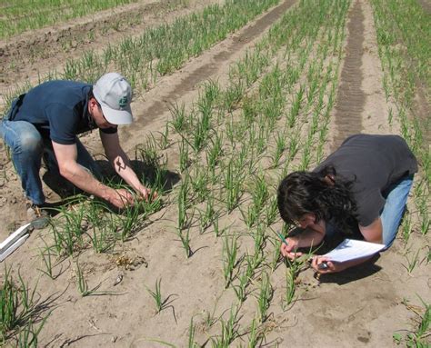 Por Qu Incautaron Toneladas De Cebollas En Villarino Infocielo