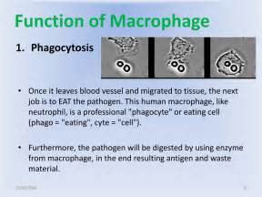 PPT - Macrophage PowerPoint Presentation - ID:431156