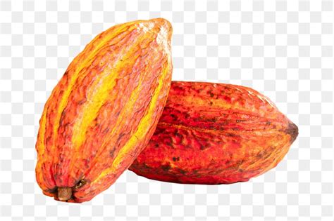 Cocoa Beans Png Sticker Transparent Free PNG Rawpixel