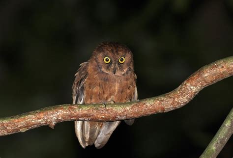 Guarda florestal descobre rara espécie de coruja na Ilha do Príncipe