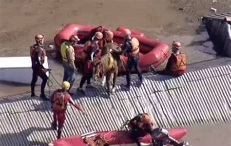 A Postagem Cavalo ilhado em telhado é resgatado por bombeiros e