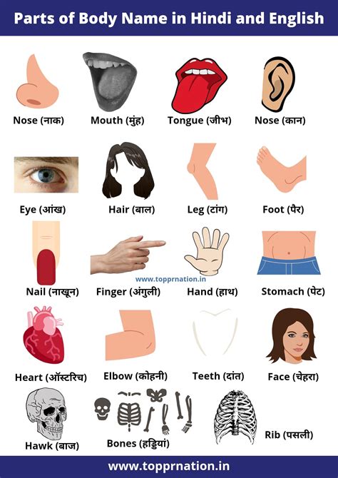 Parts Of The Body Name In English And Hindi Human Body Parts Names