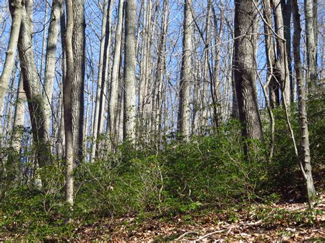 Piedmont Acidic Oak - Hickory Forest - Piedmont Discovery Center