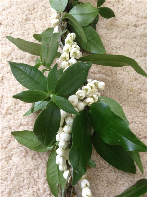 Some White Flowers And Green Leaves Are On The Floor Next To A Carpeted