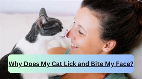 Why Does My Cat Lick And Bite My Face Iheartcatz