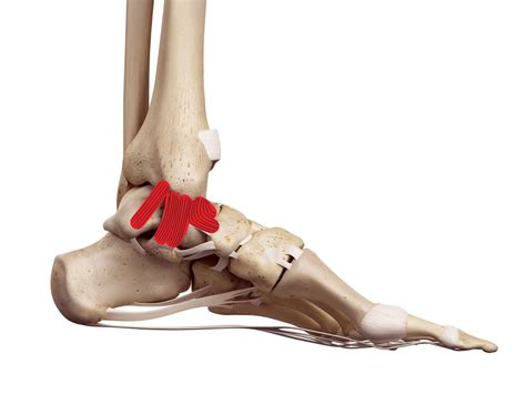 ligaments  family physio