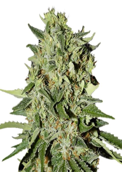 White Widow Auto Strain Info White Widow Auto Weed By Amsterdam