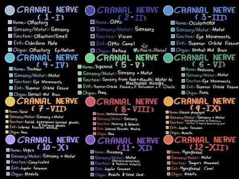 Cranial Nerves Medizzy