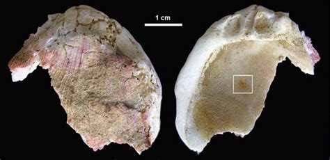 Neudatierte Höhlenkunst legt nahe Neandertaler dachten wie moderne