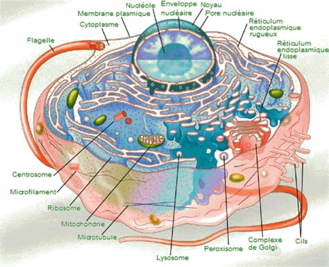 La Cellule Vivante