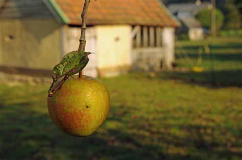 Free Images Apple Tree Nature Branch Fruit Sunlight Leaf Fall