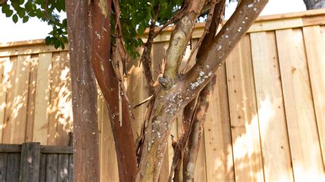 Crepe Myrtle Bark Scale in Plano, Allen, Frisco, TX | CitiTurf