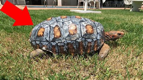 Injured Tortoise Who Lost Shell In Fire Receives Worlds First D