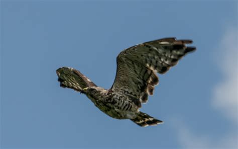 Broad Winged Hawk From 364 Blue Rdg Pkwy Black Mountain NC 28711 USA