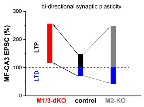 Synopsis Of How Machrs Shape Bidirectional Plasticity At The Mf Ca3 Download Scientific Diagram