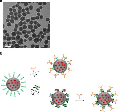 Nanoparticle synthesis and antibody conjugation. a TEM image of ...