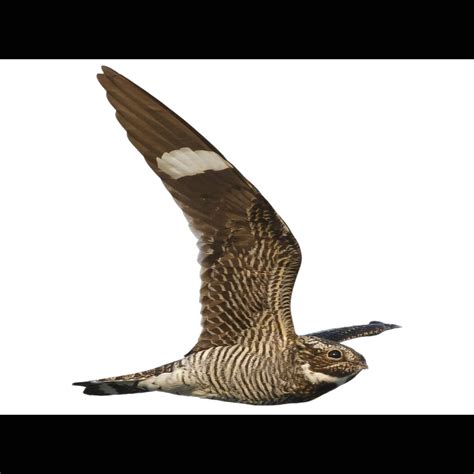 Common Nighthawk | Chordeiles minor | Species Guide | Birda