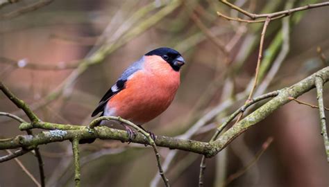 Bullfinch Male vs Female - What is the Difference? - BirdingLab