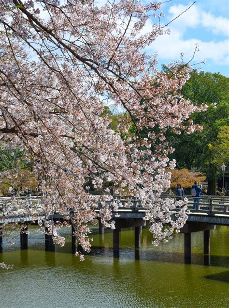 Cherry Blossom Hanami in Nara, Japan Editorial Photography - Image of ...