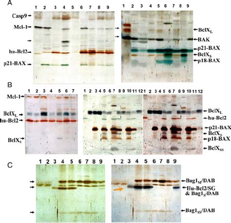 Examples of Rainbow western blots to assess the physiological content... | Download Scientific ...