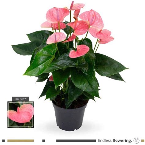 Grow By Obi Flamingoblume Anthurium Andreanum Rosa Topf Cm Kaufen