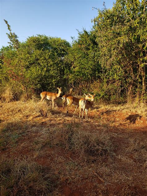 Custom Day Trip For Akagera Game Drive In Akagera National Park