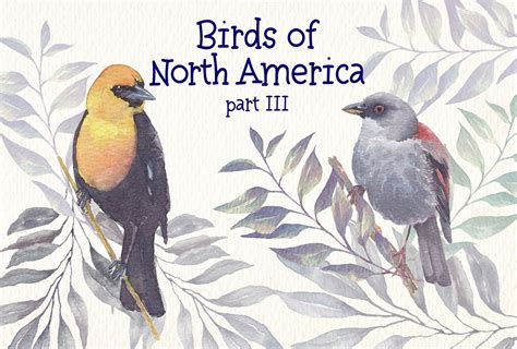 Birds Of North America Part 3 - Design Cuts