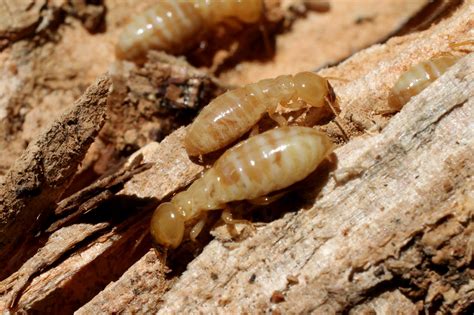 How Much Does A Termite Treatment Cost D Tec Pest Solutions