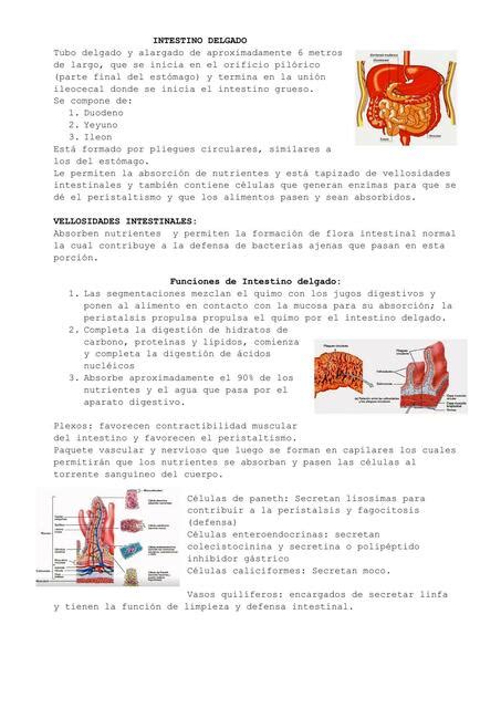 Función del intestino delgado Nicole Paredes uDocz