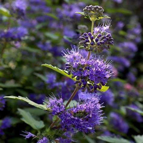 Caryopteris X Clandonensis Beyond Midnight Bluebeard Shrubs Garden