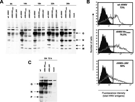 Essential Role Of The NV Protein Of Novirhabdovirus For Pathogenicity