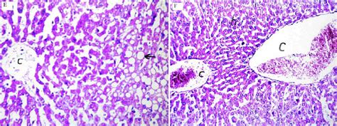 Photomicrographs Of Histological Sections Hematoxylin And Eosin