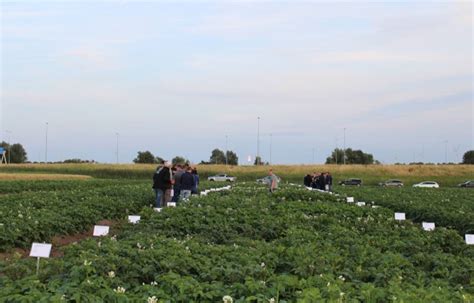 Aanbod Robuuste Aardappelen Steeds Completer Spuitlicentie Nl