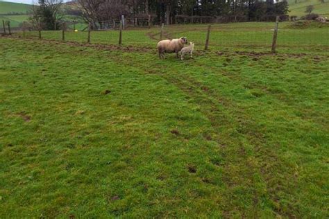 2 Welsh Hill Speckled Face Breeding Ewes With Lambs At Foot