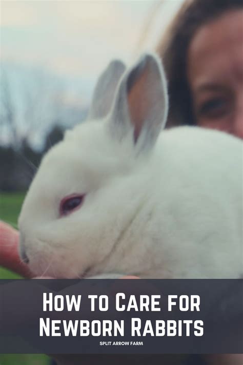 How to care for newborn rabbits – Artofit