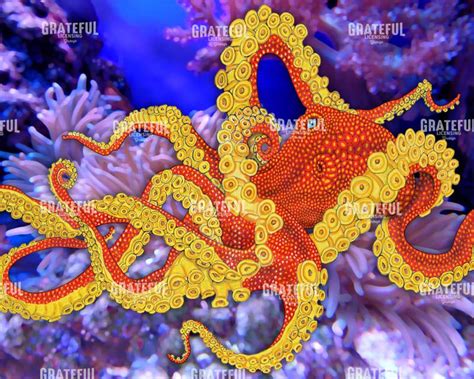 Giant Pacific Octopus24x30300dpitimjeffsarttif Grateful Art Licensing