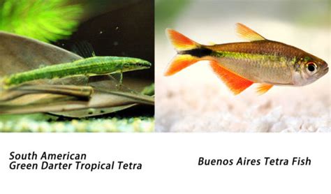 Most Popular Tetra Fish Types to Aquarists - hygger