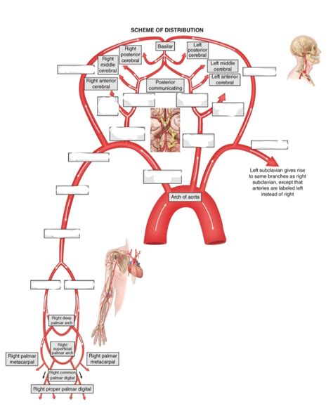 aortic branches Diagram | Quizlet