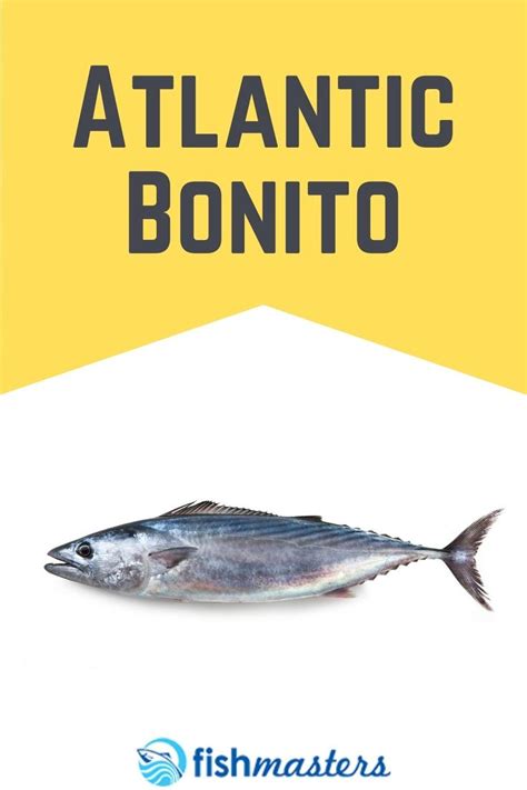 Atlantic Bonito | Bonito, Atlantic, Fishing tips