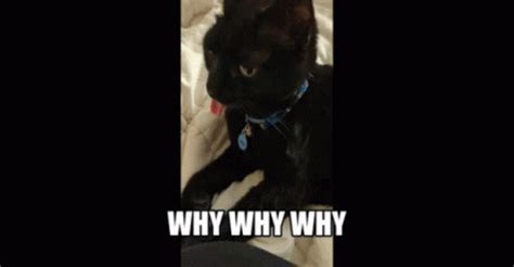 What Da Cat Doin What Da Cat Doin Discover Share Gifs