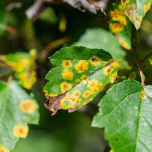 Septoria Leaf Spot Identify Prevent And Treat It