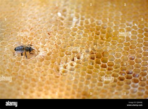 Bees Work On Honeycomb Stock Photo Alamy