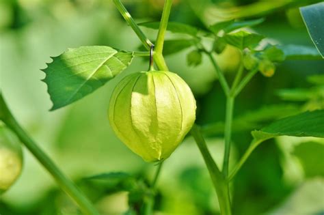 Bongkar Manfaat Buah Ciplukan Untuk Kesehatan Bisa Turunkan Kolestrol