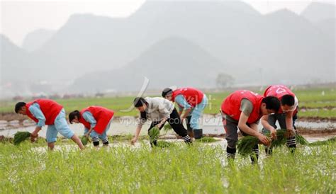 广西扶绥：志愿服务助力春耕生产 人民图片网