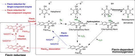 Mechanism of flavin‐dependent monooxygenase for dehalogenation of ...