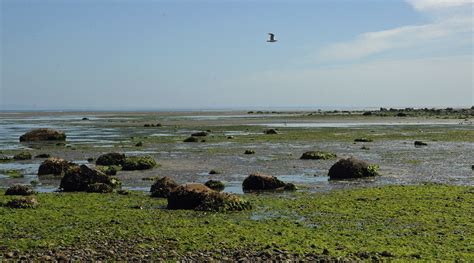 Pillar Point County Park WA 05 Lawrence G Miller Flickr