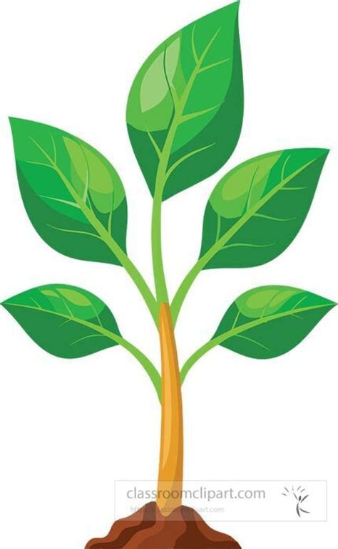 parts  plants  students roots stems leaves
